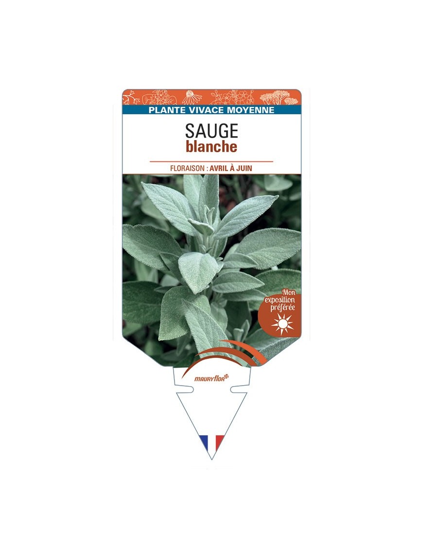 SALVIA apiana voir Sauge blanche