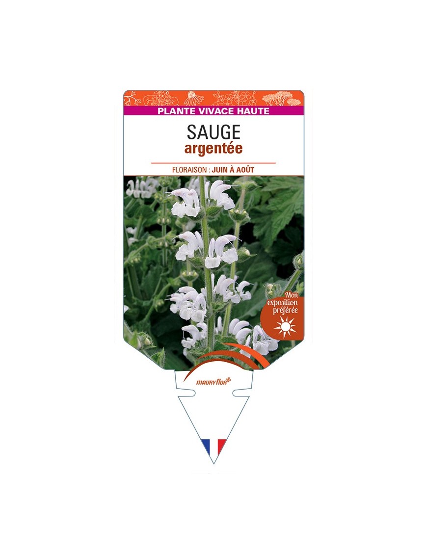 SALVIA argentea voir Sauge argentée