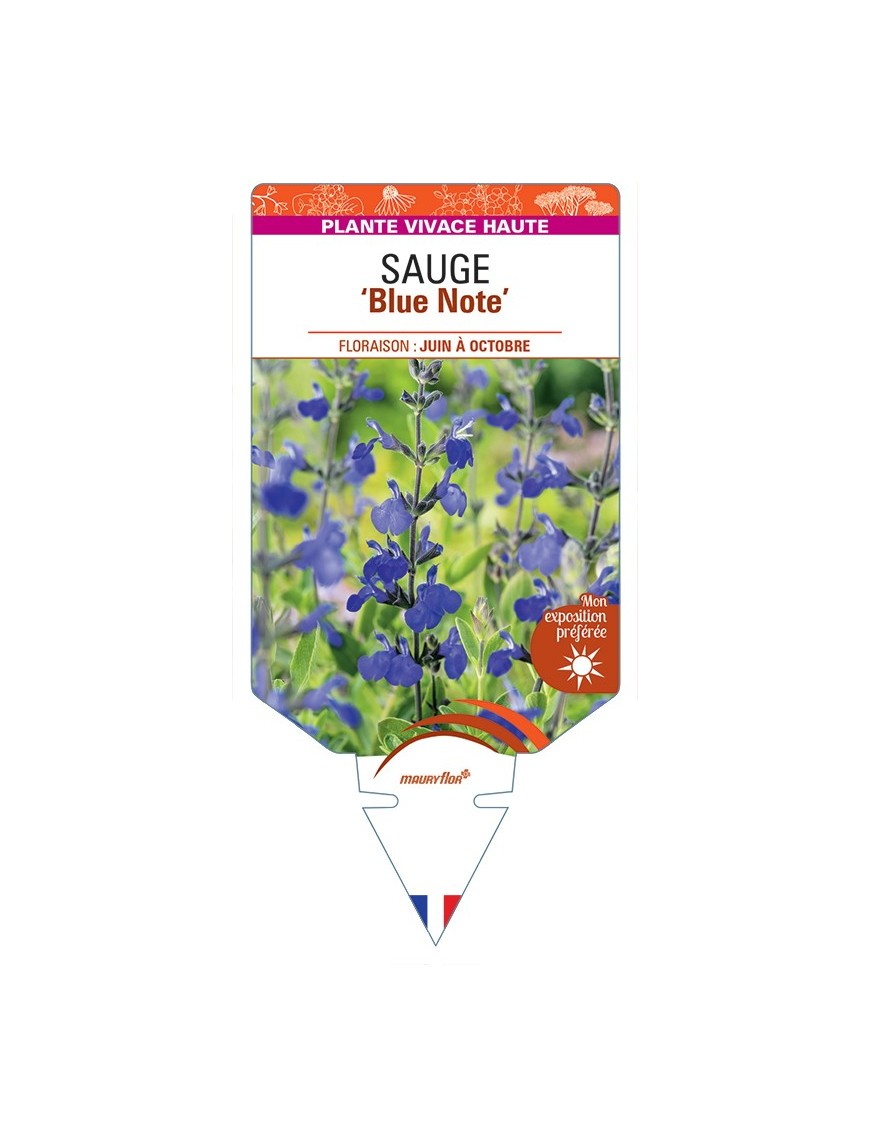 SALVIA Blue Note voir Sauge