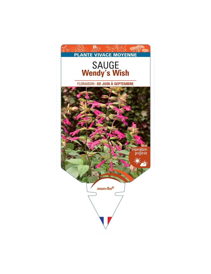 SALVIA buchananii x chiapensis Wendy’s Wish voir Sauge