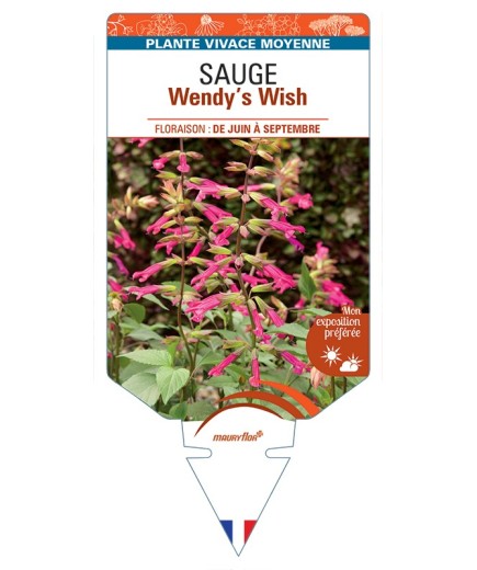 SALVIA buchananii x chiapensis Wendy’s Wish voir Sauge