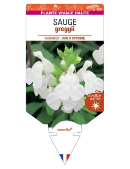 SALVIA greggii blanche voir Sauge