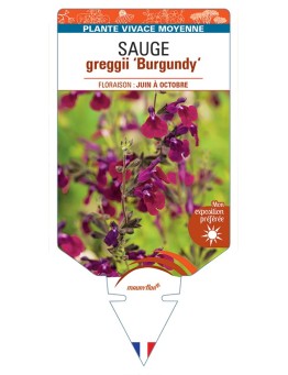 SALVIA greggii Burgundy voir Sauge
