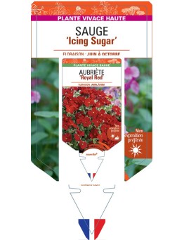 SALVIA gregii 'Icing Sugar' voir Sauge 'Icing Sugar'