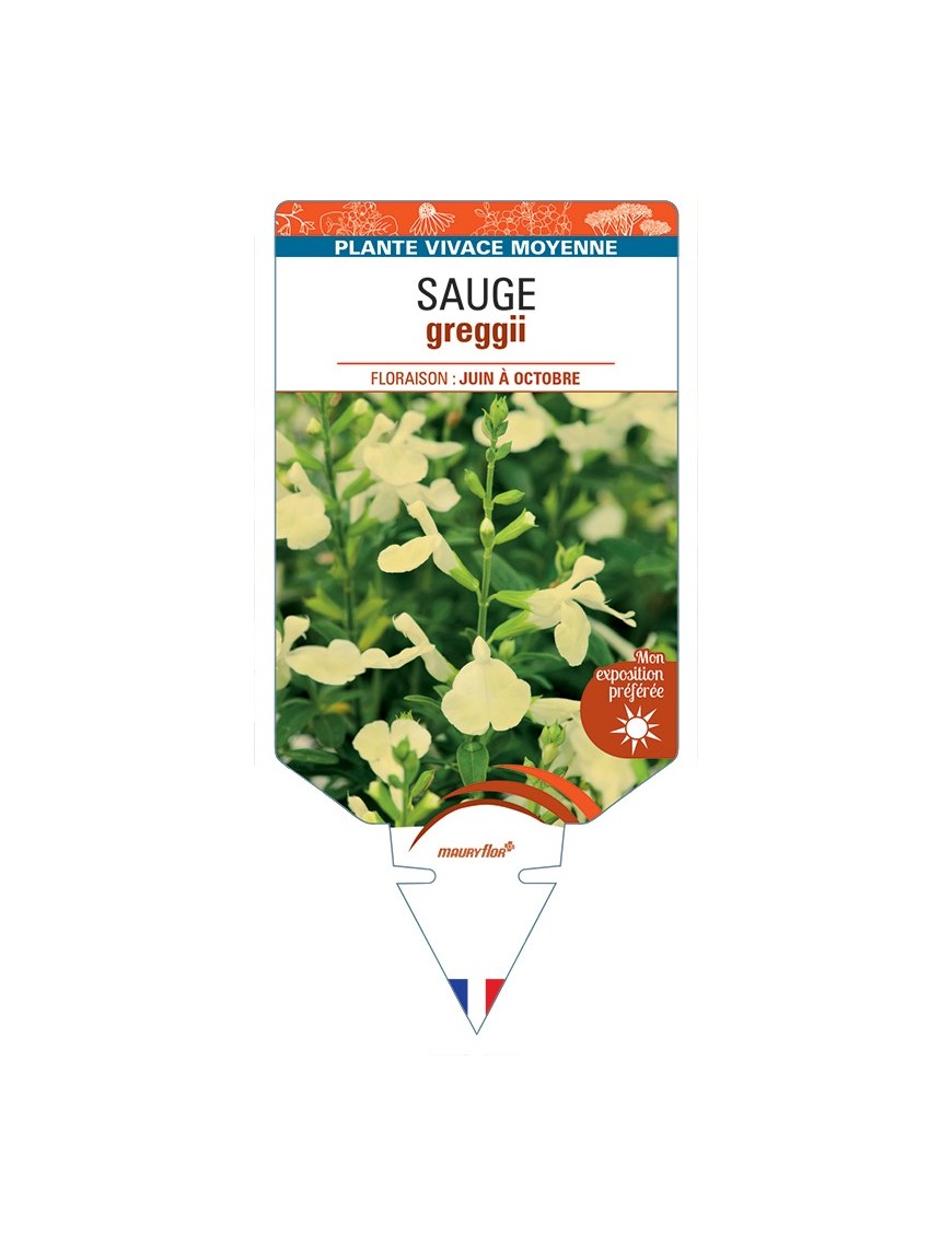 SALVIA greggii jaune voir Sauge