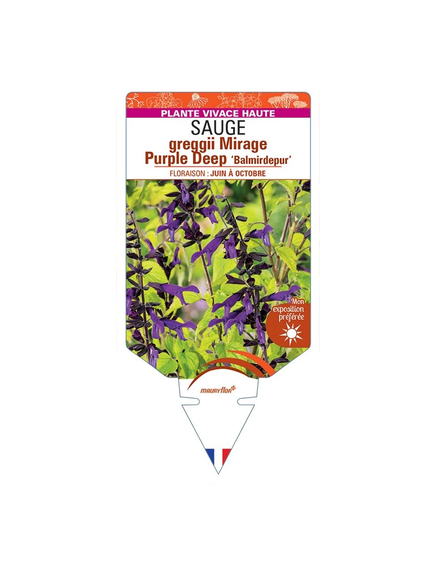 SALVIA greggii MIRAGE Purple Deep Balmirdepur voir Sauge
