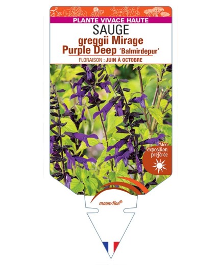 SALVIA greggii MIRAGE Purple Deep Balmirdepur voir Sauge