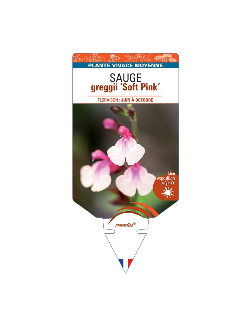 SALVIA greggii Soft Pink voir Sauge