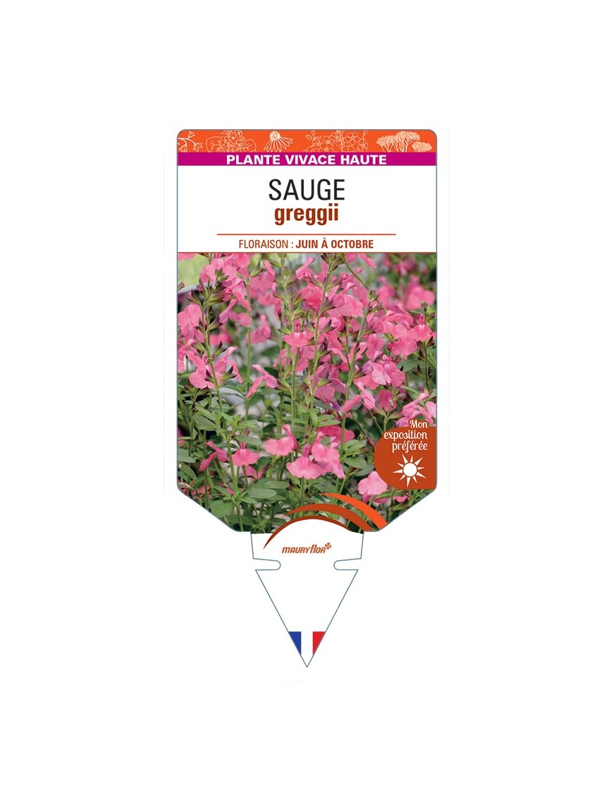 SALVIA greggii voir Sauge (rose)