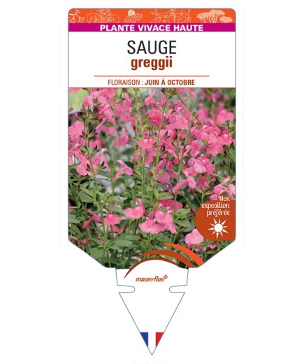 SALVIA greggii voir Sauge (rose)