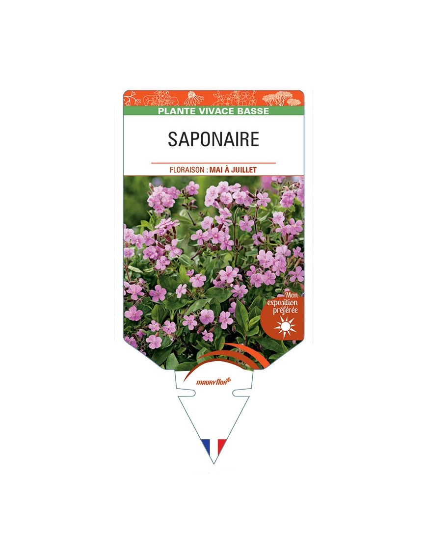 SAPONARIA (ocymoides rose)