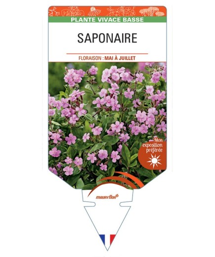 SAPONARIA (ocymoides rose)
