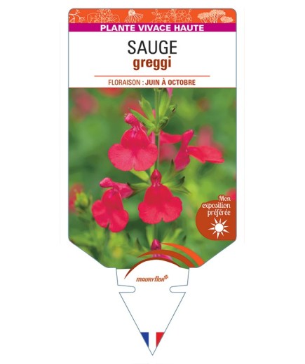 SALVIA greggii voir Sauge (rouge)