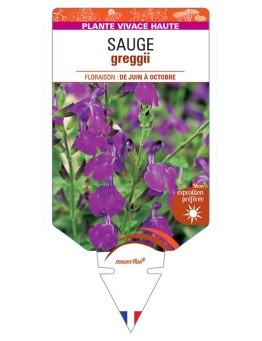 SALVIA greggii voir Sauge (violette)