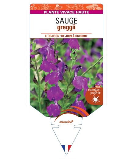 SALVIA greggii voir Sauge (violette)