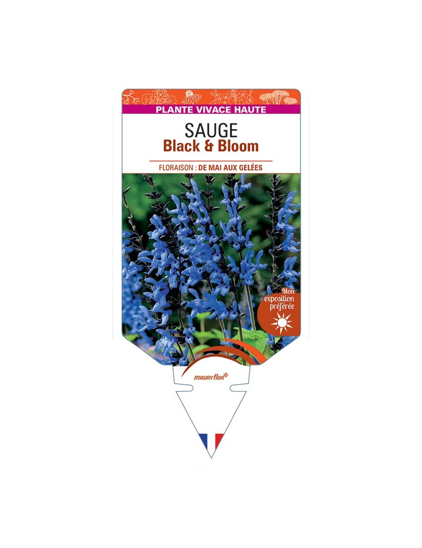 SALVIA guaranitica Black & Bloom voir Sauge
