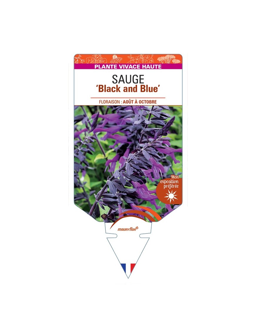 SALVIA guaranitica Black and Blue voir Sauge