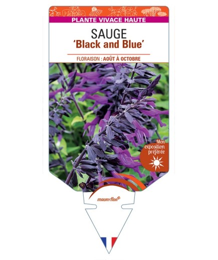 SALVIA guaranitica Black and Blue voir Sauge