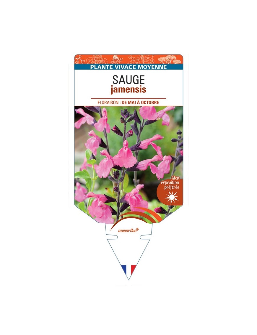 SALVIA jamensis voir Sauge