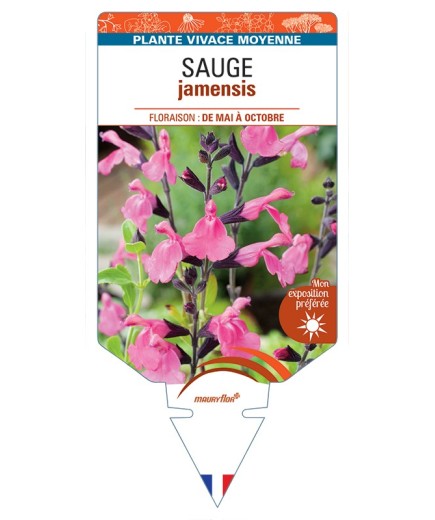 SALVIA jamensis voir Sauge
