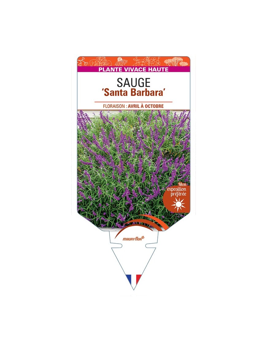 SALVIA leucantha Santa Barbara voir Sauge