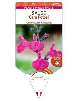 SALVIA microphylla Cera Potosi voir Sauge