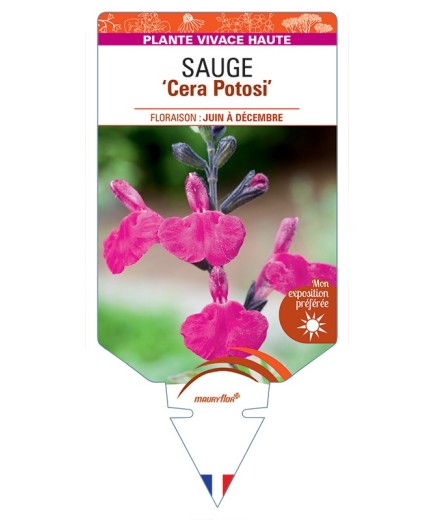 SALVIA microphylla Cera Potosi voir Sauge