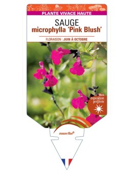 SALVIA microphylla Pink Blush voir Sauge