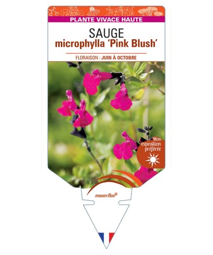 SALVIA microphylla Pink Blush voir Sauge