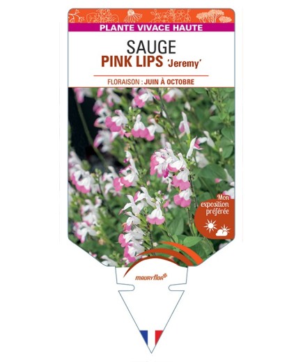 SALVIA microphylla PINK LIPS Jeremy voir Sauge