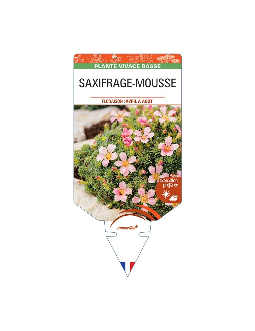 SAXIFRAGA arendsii (rose) voir SAXIFRAGE-MOUSSE