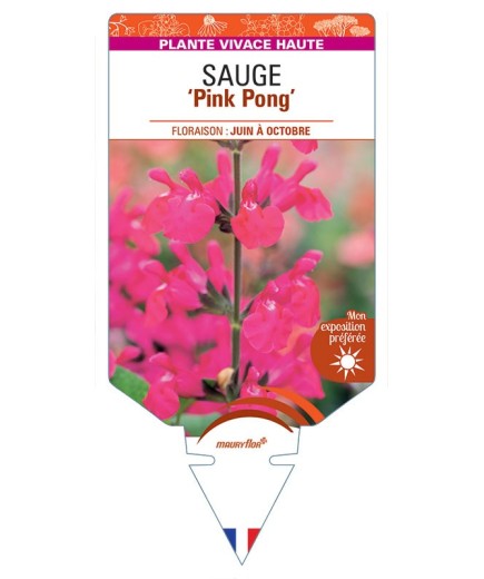 SALVIA microphylla Pink Pong voir Sauge