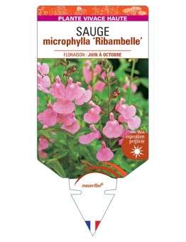 SALVIA microphylla Ribambelle voir Sauge