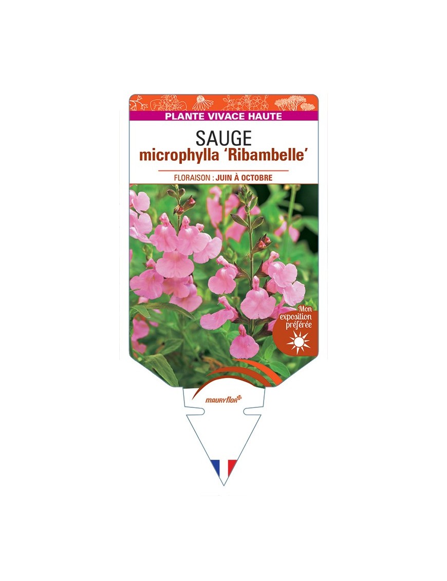 SALVIA microphylla Ribambelle voir Sauge