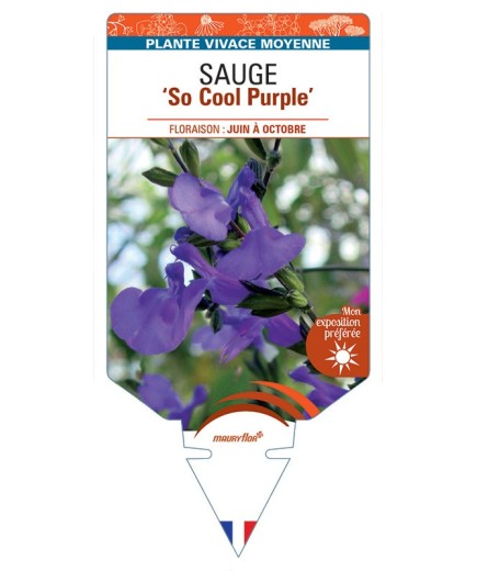 SALVIA microphylla So Cool Purple voir Sauge