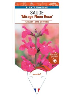SALVIA Mirage Neon Rose voir Sauge