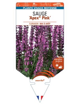 SALVIA nemorosa Apex® Pink voir Sauge