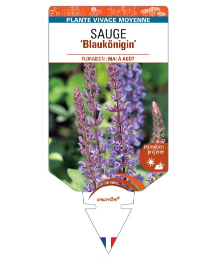 SALVIA nemorosa Blaukönigin voir Sauge