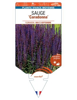 SALVIA nemorosa Caradonna voir Sauge
