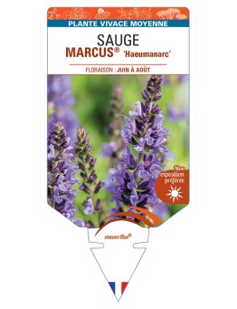 SALVIA nemorosa MARCUS® Haeumanarc voir Sauge