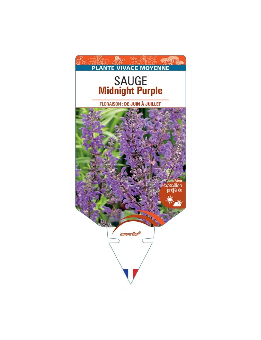 SALVIA nemorosa Midnight Purple voir Sauge