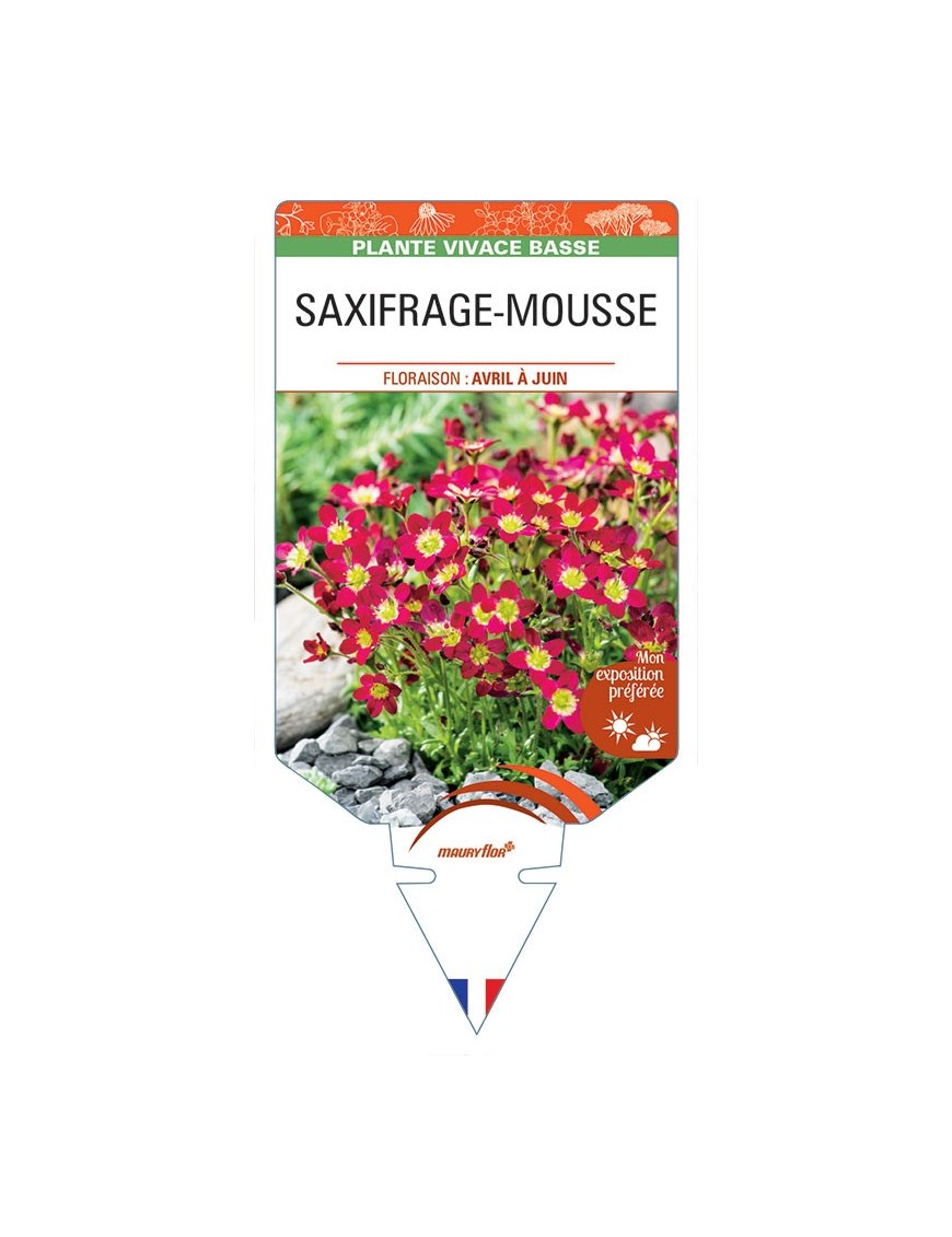 SAXIFRAGA arendsii (rouge) voir SAXIFRAGE-MOUSSE