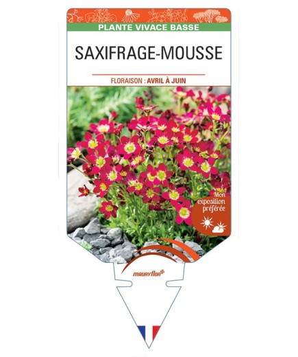 SAXIFRAGA arendsii (rouge) voir SAXIFRAGE-MOUSSE