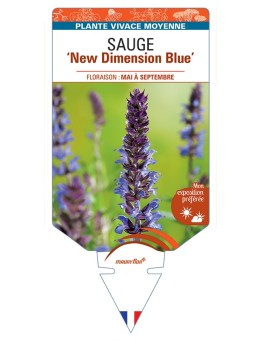 SALVIA nemorosa New Dimension Blue voir Sauge