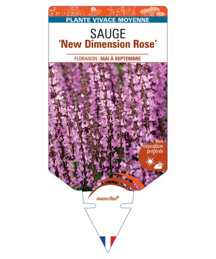 SALVIA nemorosa New Dimension Rose voir Sauge
