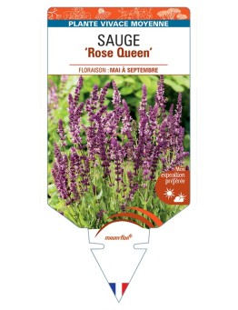 SALVIA nemorosa Rose Queen voir Sauge