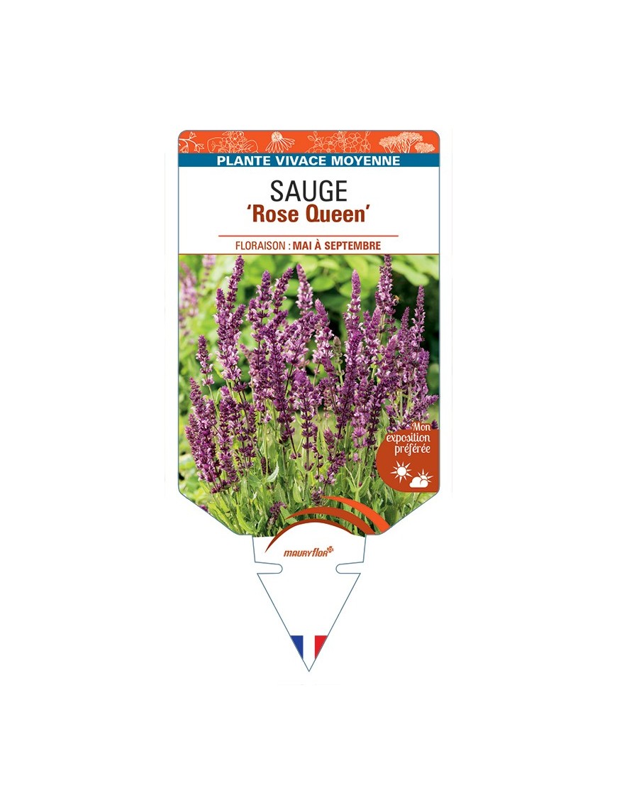 SALVIA nemorosa Rose Queen voir Sauge