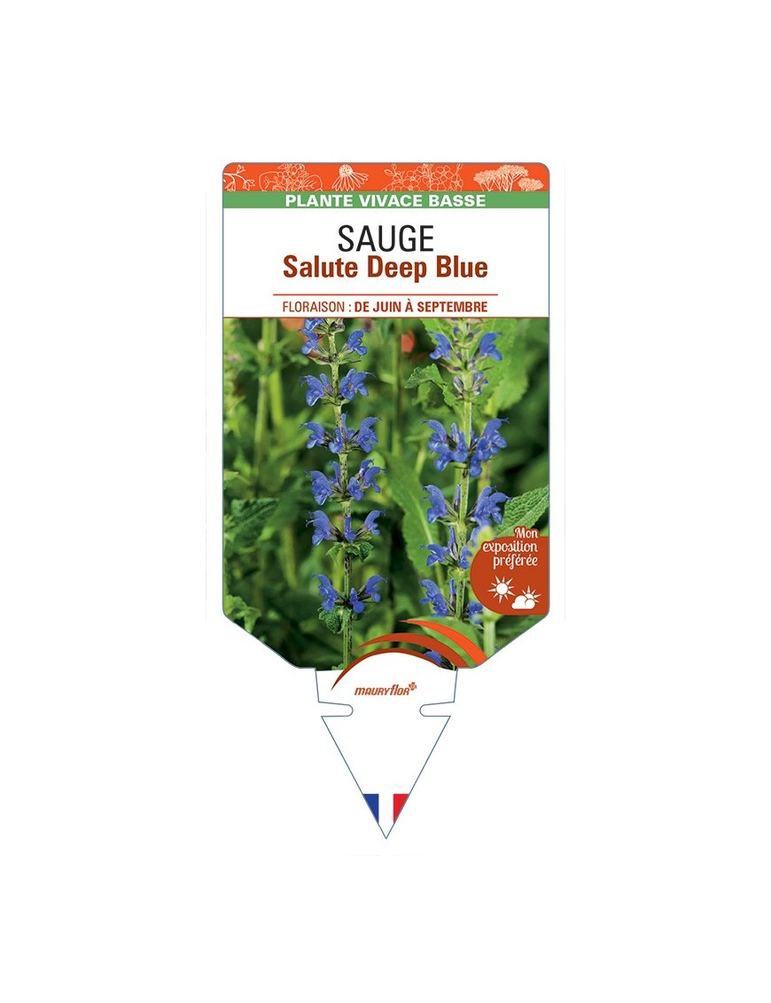 SALVIA nemorosa Salute Deep Blue voir Sauge