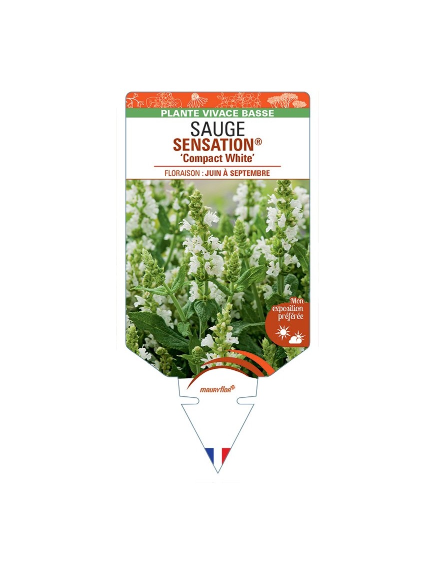 SALVIA nemorosa SENSATION® Compact White voir Sauge