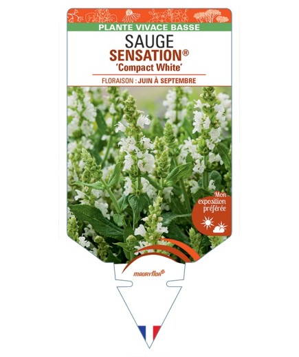 SALVIA nemorosa SENSATION® Compact White voir Sauge